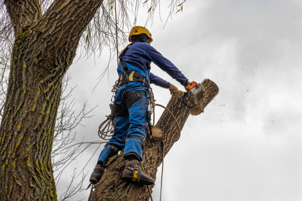 Best Tree Mulching  in Timmonsville, SC