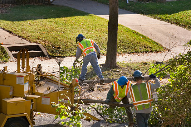 Best Leaf Removal  in Timmonsville, SC