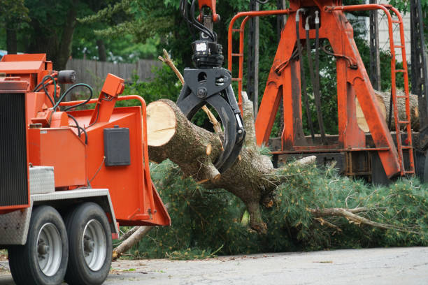 Best Emergency Tree Removal  in Timmonsville, SC