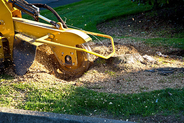 Best Tree Preservation Services  in Timmonsville, SC