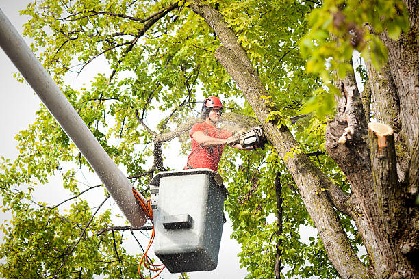 Timmonsville, SC Tree Services Company
